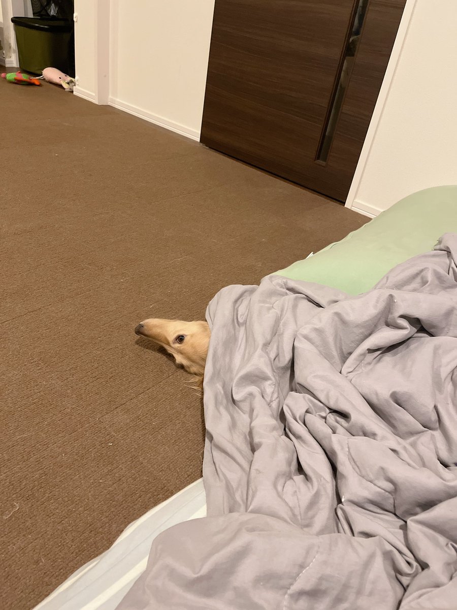 nono01041's tweet photo. ひょっこり犬👀
でてるよ〜〜 https://t.co/WJ396w1Tea