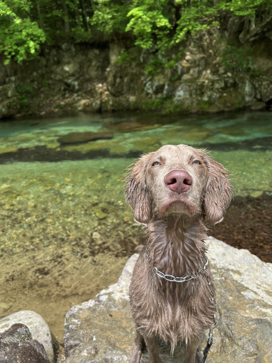 わんこ達をいいカメラで撮りたいけど、高すぎる、、、

iPhoneよりも良い画質で撮りたい、、
⤵⤵⤵これはiPhoneだけども、、