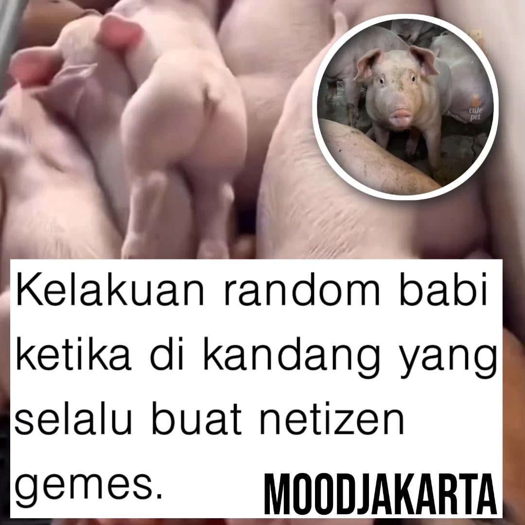 Biasanya kalo liet video babi kalian tag siapa guys? 🥹😀.

[📸Tiktok/ theankuan97]