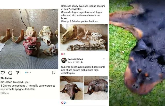 AuCoeurAnimaux's tweet photo. Âme sensible s'abstenir ! 🤮
Un trafic de cadavres d’animaux découvert en Charente,près de Barbezieux . Le 14 juin, les responsables présumés ( deux hommes et une femme) de ce trafic démantelé en Charente, qui vendaient notamment des tapis de bain en vraie peau de rottweiler, https://t.co/1X4oecdp4i