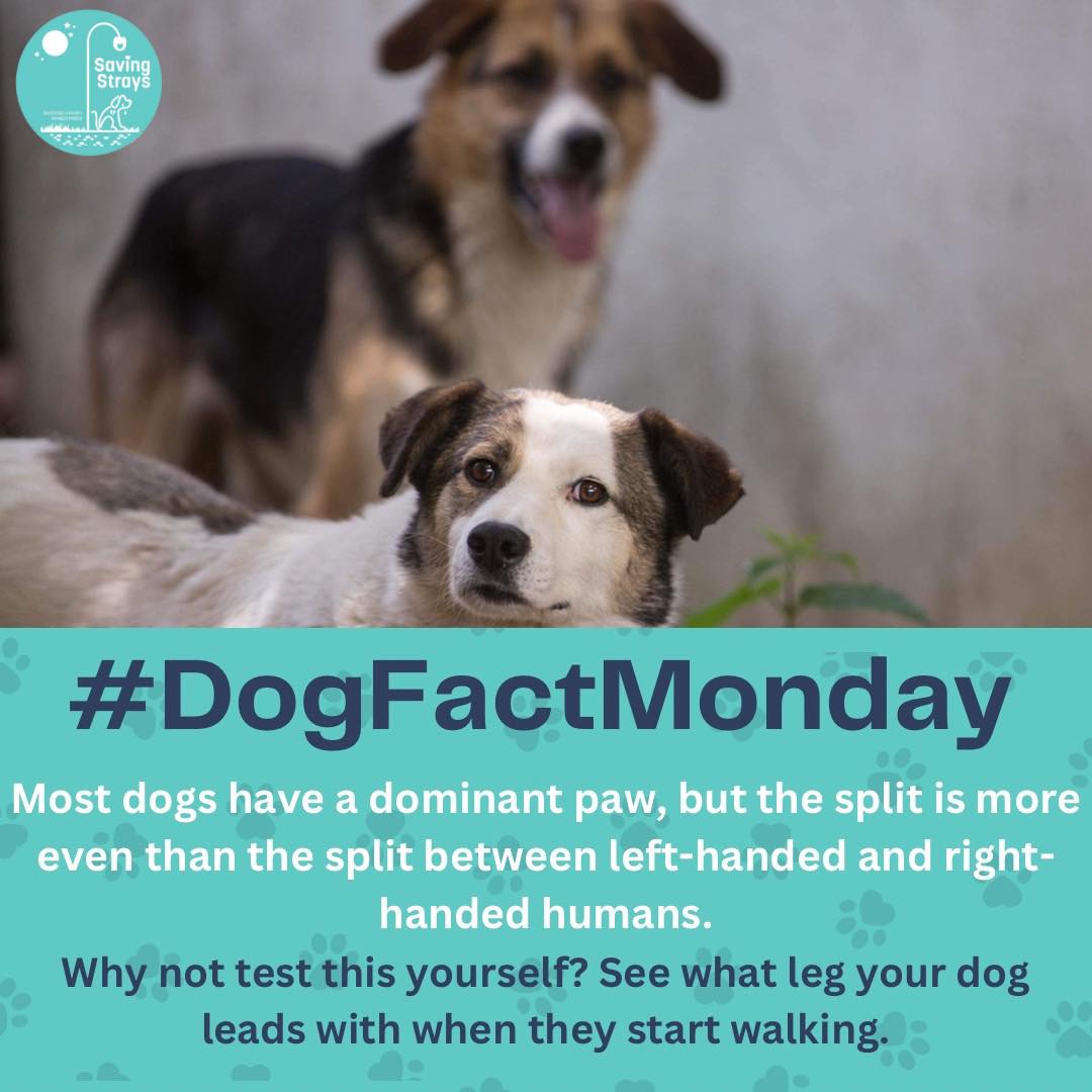 SavingStraysUK's tweet photo. Why not test this cool fact with your dog? 🐾❤️

#DogFactMonday #rescuedog #Dogs https://t.co/pzJnUORJ9G