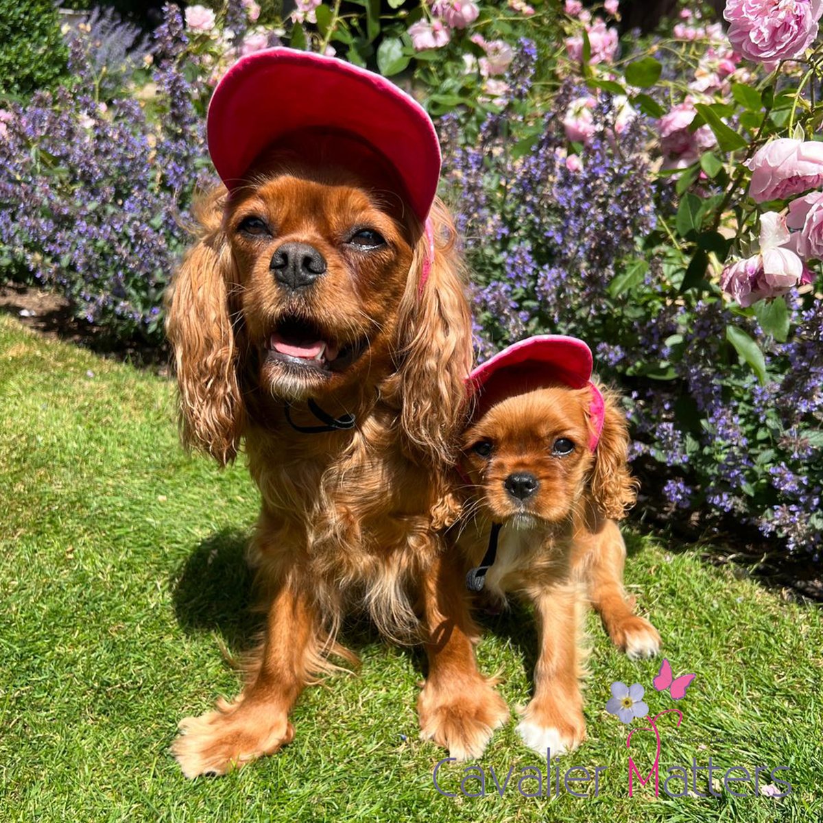 These gorgeous sun hats are recommended for Cavaliers with CM/SM [Syringomyelia] who often struggle in bright sunlight. 

cavalier-gift-shop.org/cavalier-sun-h…

#Cavaliers #syringomyelia #chiarimalformation 
#doggifts #petprints #dogslife
#dogoftheday #dogshop #ilovemydog