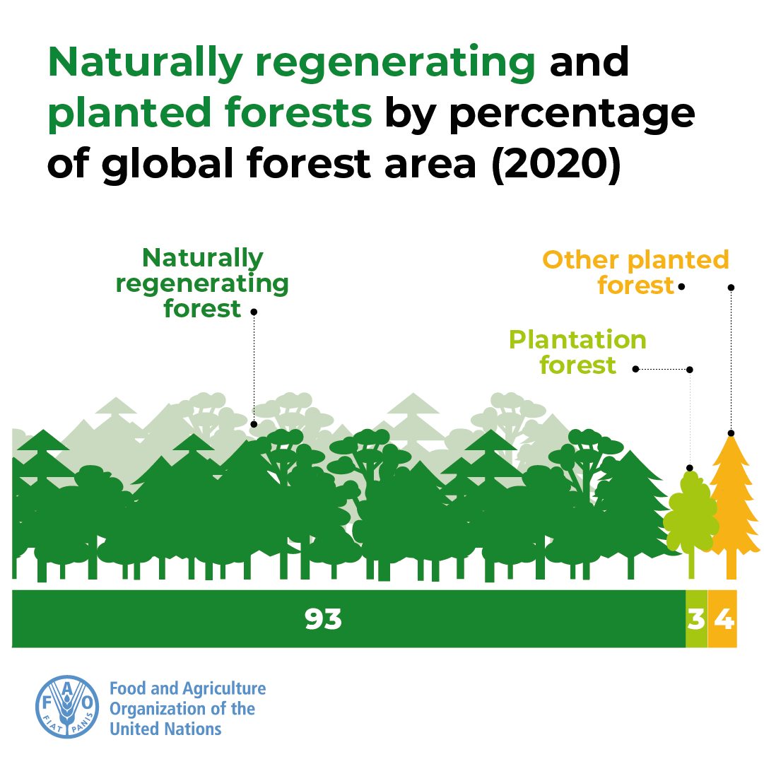 Did you know?

🌳 93% (3.75 billion hectares) of the forest area worldwide is composed of naturally regenerating forests.
🌲 7% (290 million hectares) is planted (plantation + other planted forest)

More facts on the world’s forests 👉 bit.ly/GFRA2020

#FRA2020 #GFRA