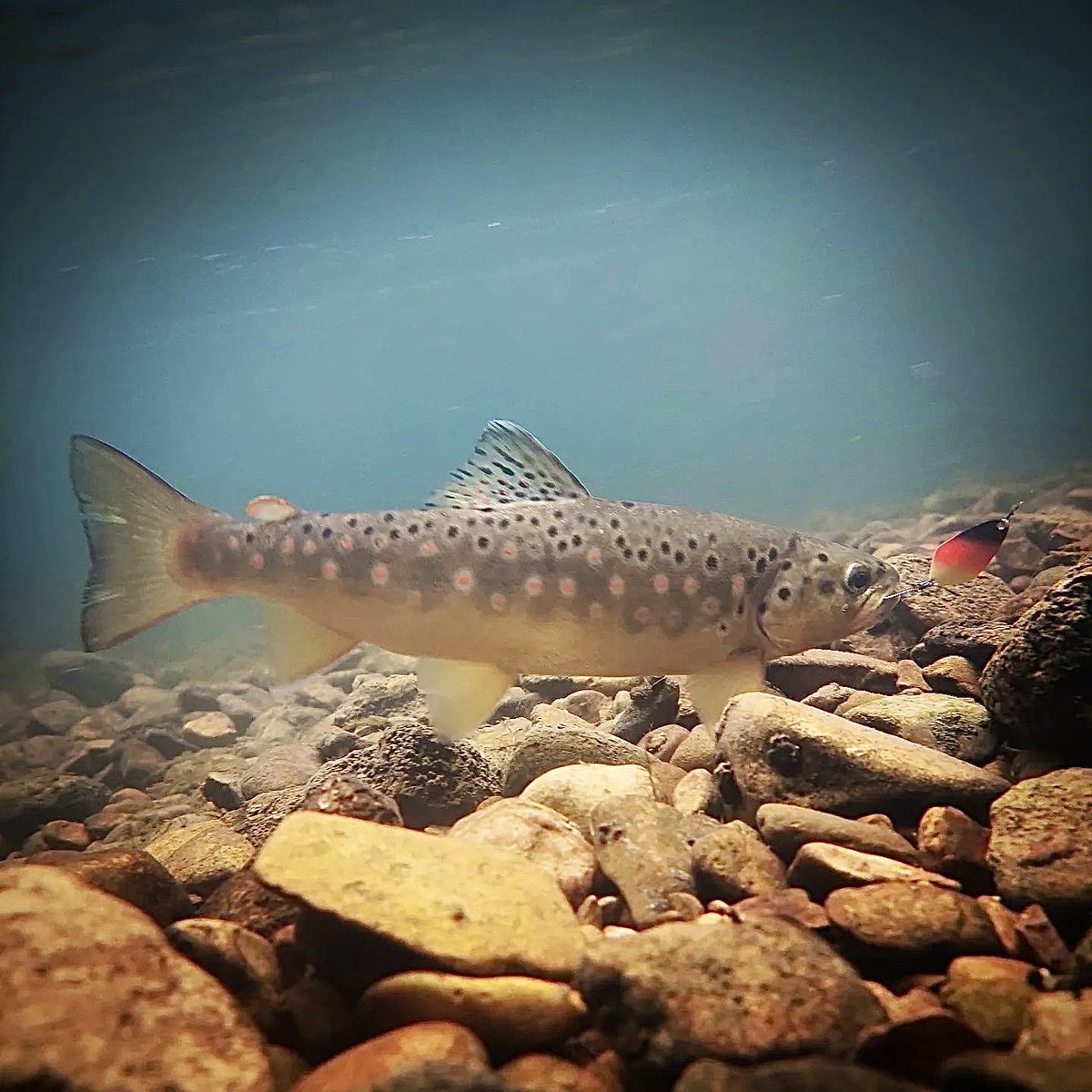 Shostka_Spoon's tweet photo. Awesome photo🚀 Trout, water, kaminchiki, Shostka bacon. https://t.co/2U4cQEdK9W