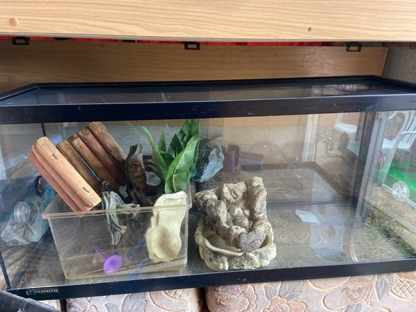 OFFER: Glass vivarium (SK3 Edgeley) https://t.co/KdelpVZNP3 https://t.co/DYJQwqb64d