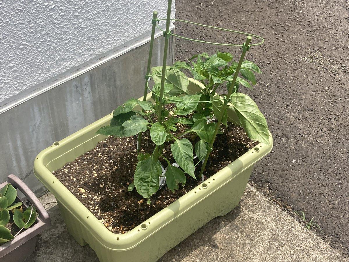 keisuiryo's tweet photo. 家庭菜園始めました🍅🫑
成長が楽しみです！ https://t.co/UpI3BTDxEl