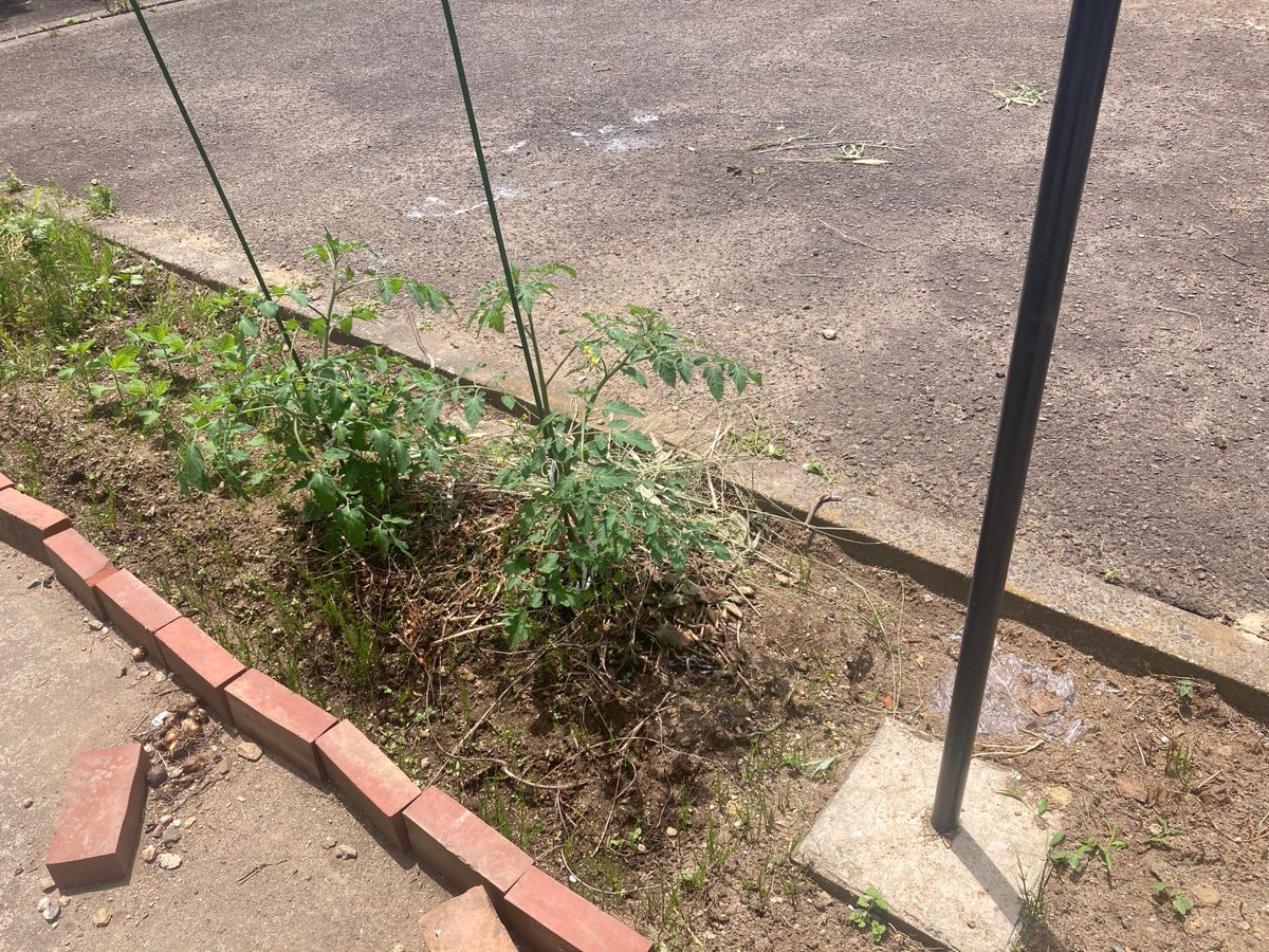 keisuiryo's tweet photo. 家庭菜園始めました🍅🫑
成長が楽しみです！ https://t.co/UpI3BTDxEl
