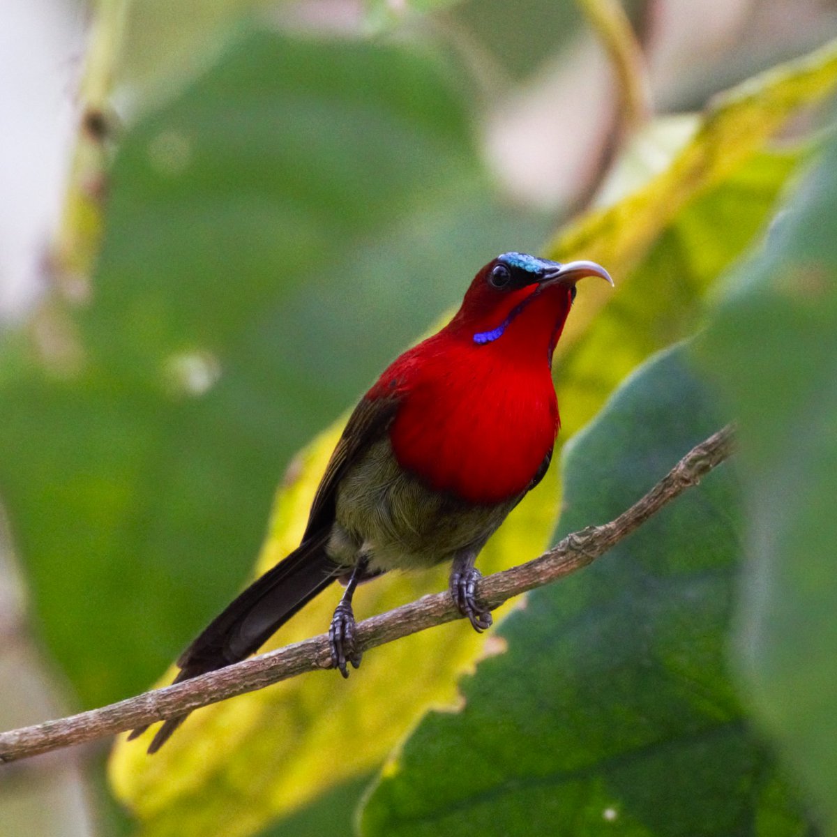 Crimson Sunbird 
#VIBGYORinNature 
#IndiAves 
#TwitterNatureCommunity 
#NaturePhotograhpy #birdsofindia
