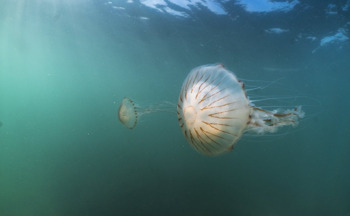 Blooms of huge compass jellyfish off the #isleofwight this week! Compass jellies are a visually spectacular species and iconic of the coastal seas of the NE Atlantic in early summer! Juvenile fish present amongst tentacles too! #marinebiodiversity #cnidaria