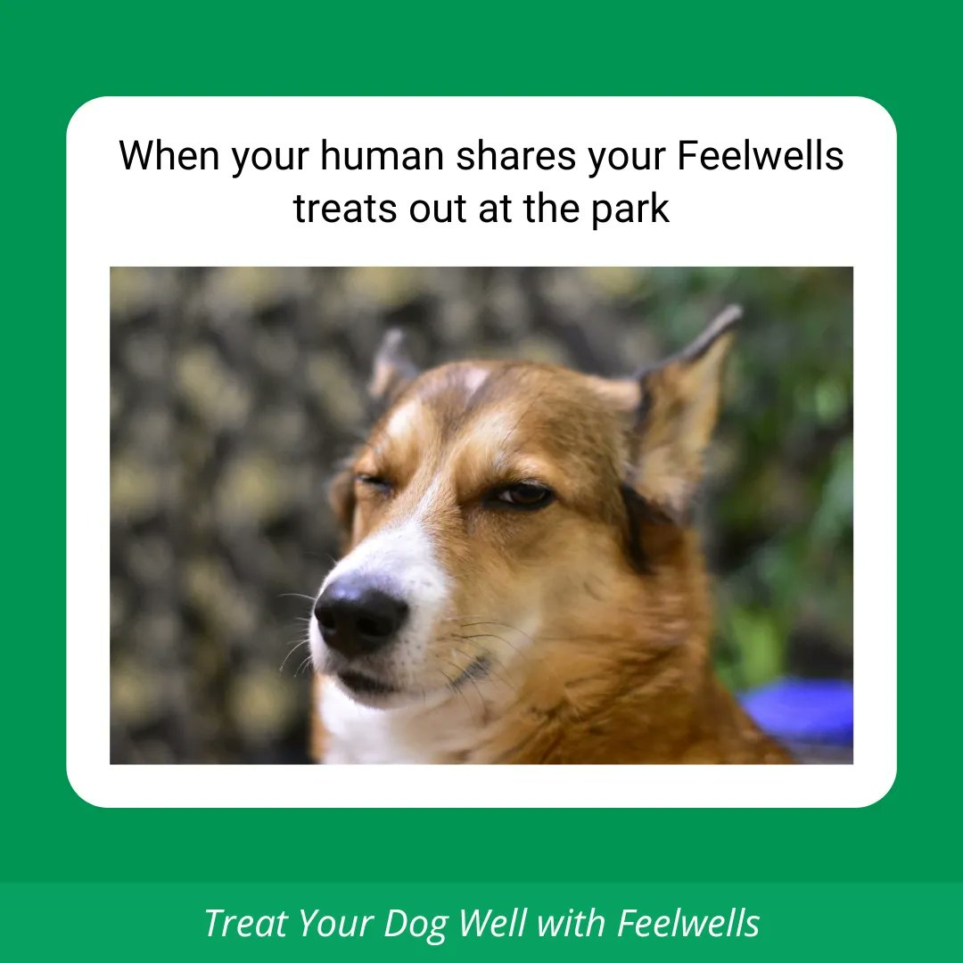 They’re wayyy too good to share 😋🐶

#Feelwells #Treats #Meme #Dogmeme #Dog #Dogsofinstagram #Funny