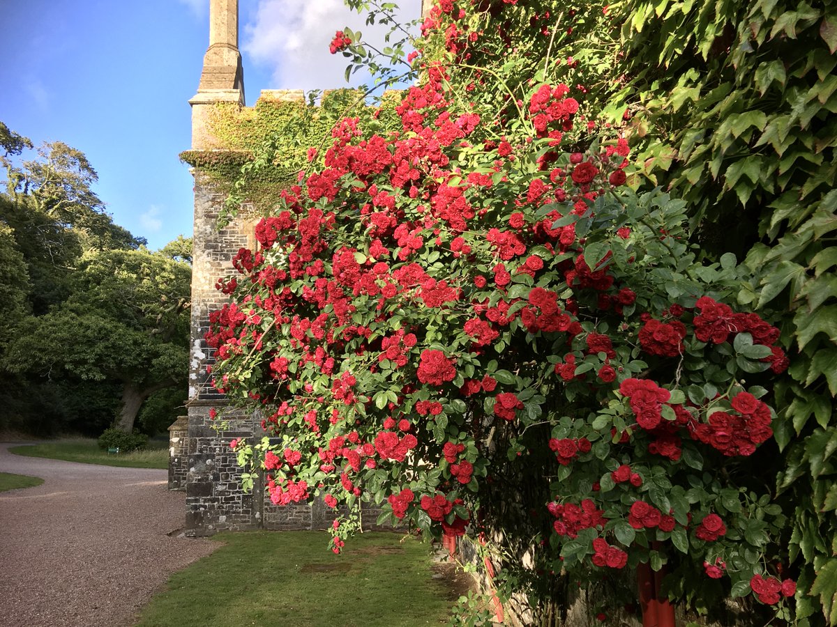 HartlandAbbey's tweet photo. โฅ๏ธ๐ผ๐ฆ๐น๐๐ชต๐๐ฆโ๏ธ
Walk from our formal gardens along the many paths on the #HartlandAbbey Estate, right to the sea - just a mile away through our pretty woodland.
๐ https://t.co/0DlNutRJWs
#NorthDevon #GardenExplorers #WalledGardens #GardenInspiration #GardensToVisit https://t.co/8pPPbroRA3