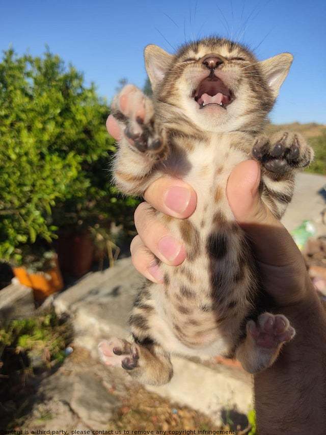 CHASITYVILLALO2's tweet image. Queue up the music of The Lion King! This classic animated film is sure to be a delight for the whole family. Catch all of the songs and scenes from this unforgettable movie.