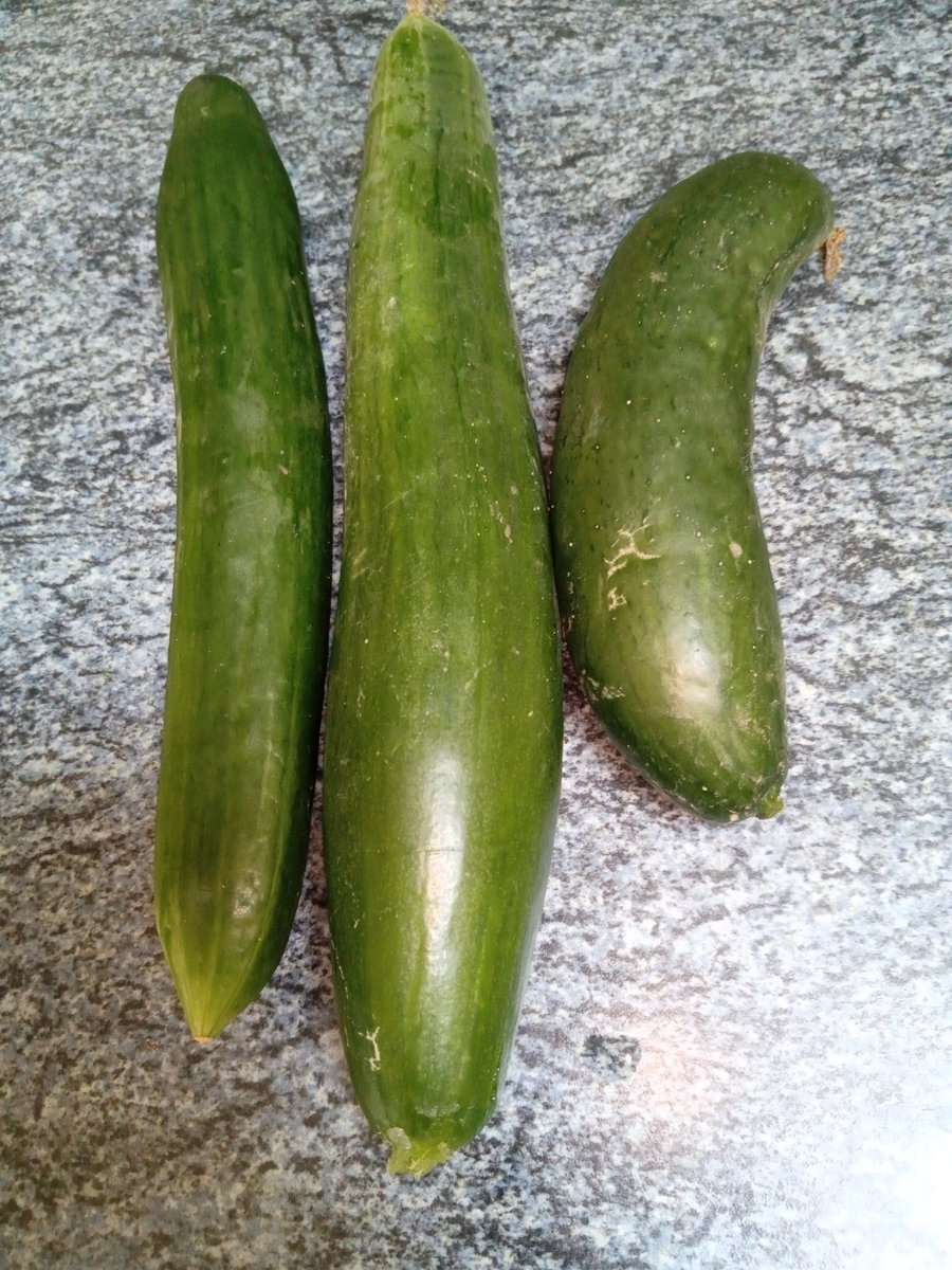 oiseaudejour's tweet photo. Récolte de ce matin, courgette, concombres, salade, 😋😋😋
#TeamJardin  , #mygarden  , #MonPotager https://t.co/h6TshW3UwN