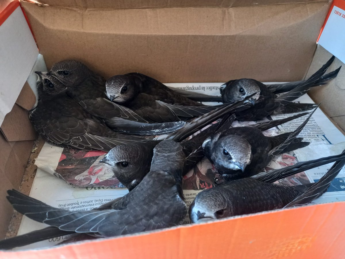 WWFitalia's tweet photo. Sono quasi pronti per partire e volare liberi i giovani rondoni arrivati al CRAS #WWF di #Valpredina (BG) bisognosi di cure perché debilitati o ancora in fase di svezzamento 
#26giugno #animali https://t.co/nHGbM9rQik