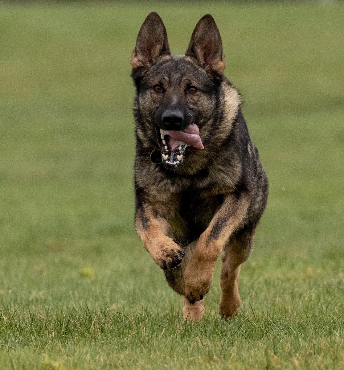 Is anyone more excited for #ResponsePolicingWeek than our amazing Police Dogs, PD CLOUD and PD YANKEE. Daily, as part of their roles, they are constantly working with the local response officers. This week is a chance to highlight the difficult and unpredictable role they do #One