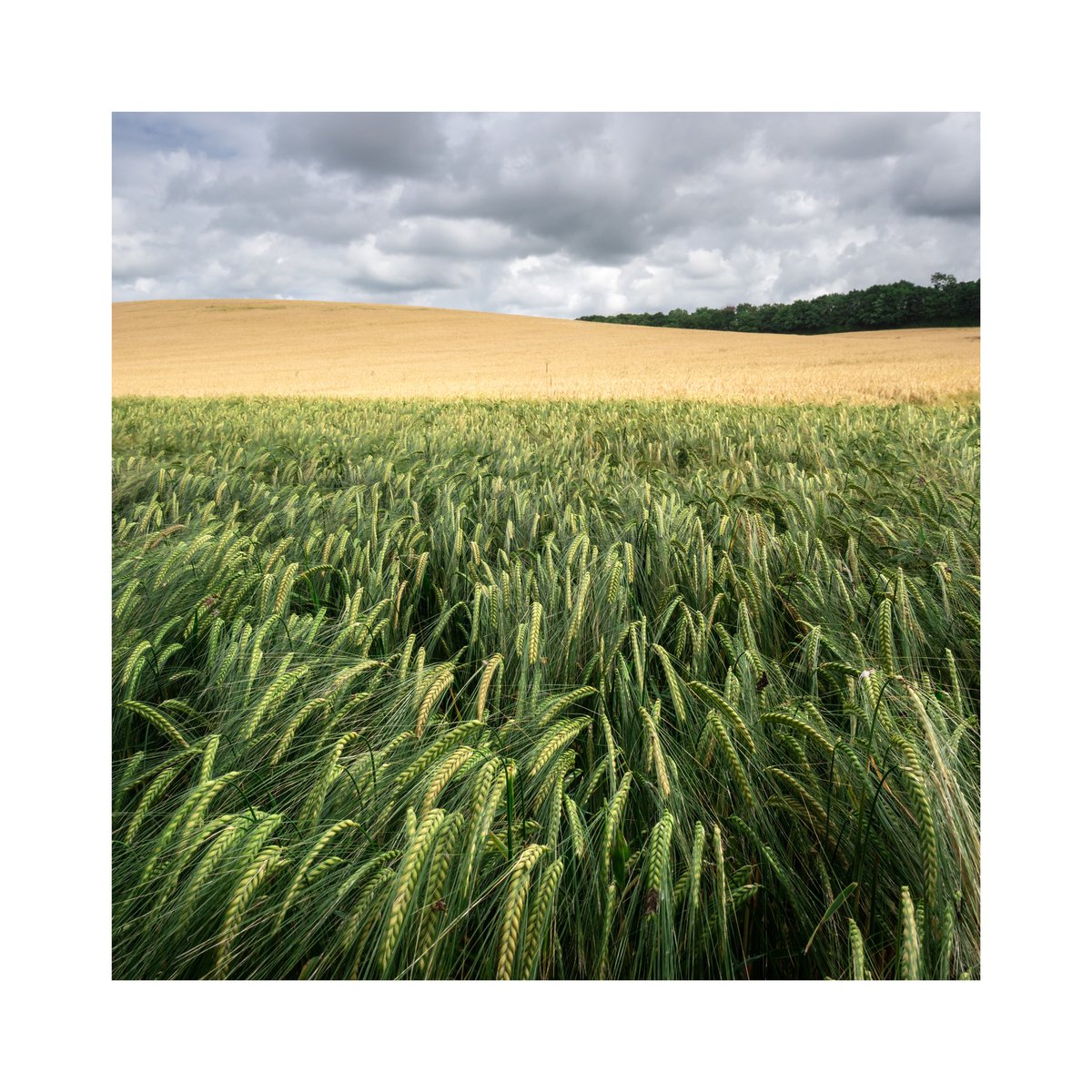 Green turns to gold, Buckinghamshire. A bit of colours for this weeks #sharemondays2023