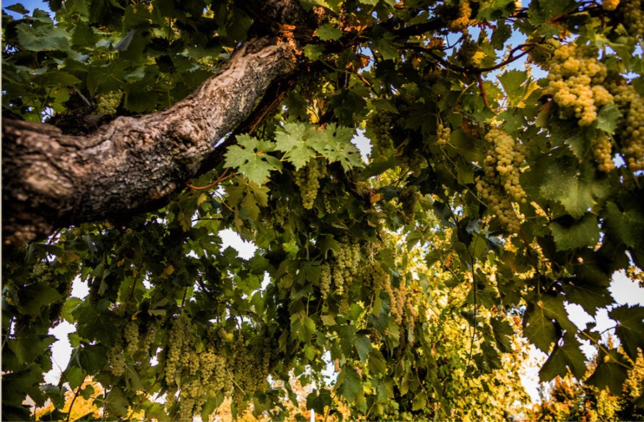 Katarina Andersson - Taste Italy With Me 🍷 tweet media