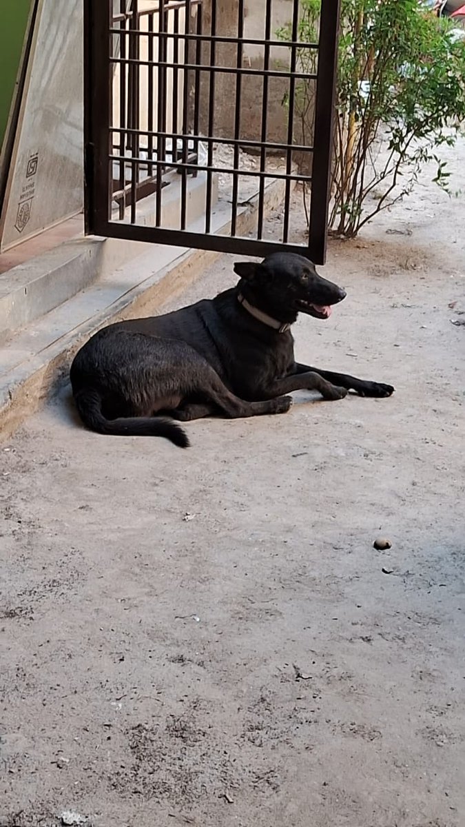 AOAGC8's tweet photo. A complaint in @NOIDAAuthority1  to catch street dog who bitten maid inside society(Golf City Plot8,Sec75,Noida) was registered on 06/06/23 to shift this dog to shelter home of the NA.
Complaint No.-1686049189141. NO ACTION TILL DATE. @CeoNoida https://t.co/dBjTyfihda