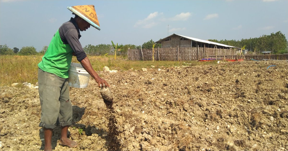 IDFoSIndonesia's tweet photo. Proses penyiapan lahan demplot tanaman cabai dan terong di kawasan hutan Petak 52 A-1, Lahan Perhutani Kab. Bojonegoro.
#Agrosilvopasturafishery #demplot #budidayacabai #budidayaterong #tanamanholtikultura https://t.co/ctxairH9eI