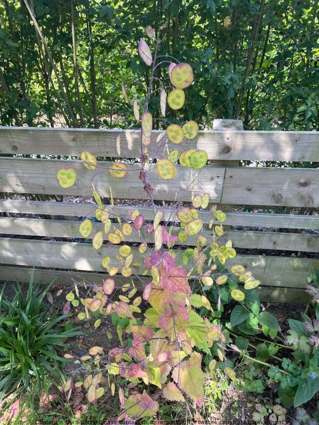 LEEANNMEREDITH5's tweet photo. This is a beautiful flowering plant. https://t.co/oPRHCECUwk