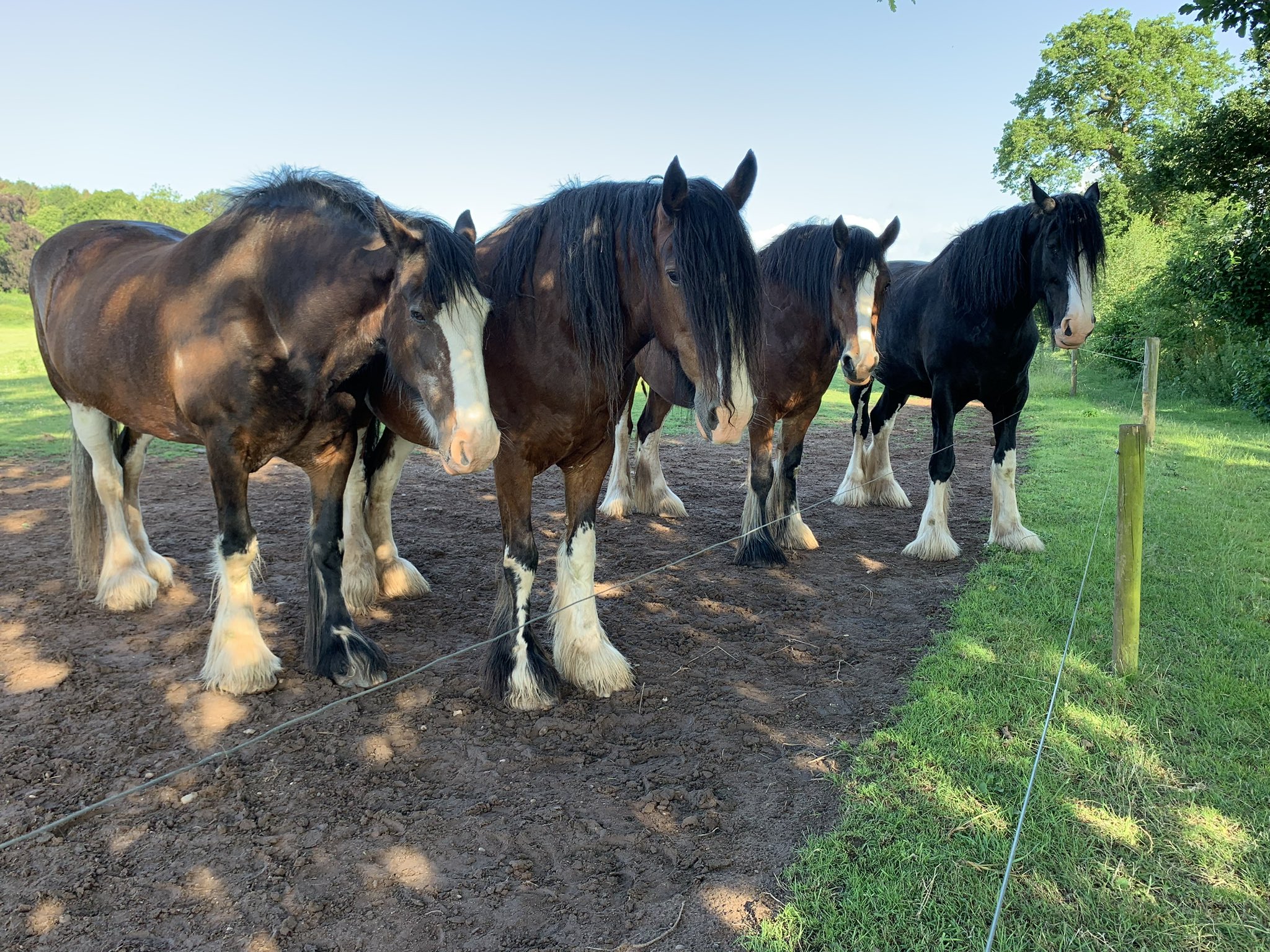 Cotebrook Shire Horse Centre (CotebrookShires) / Twitter