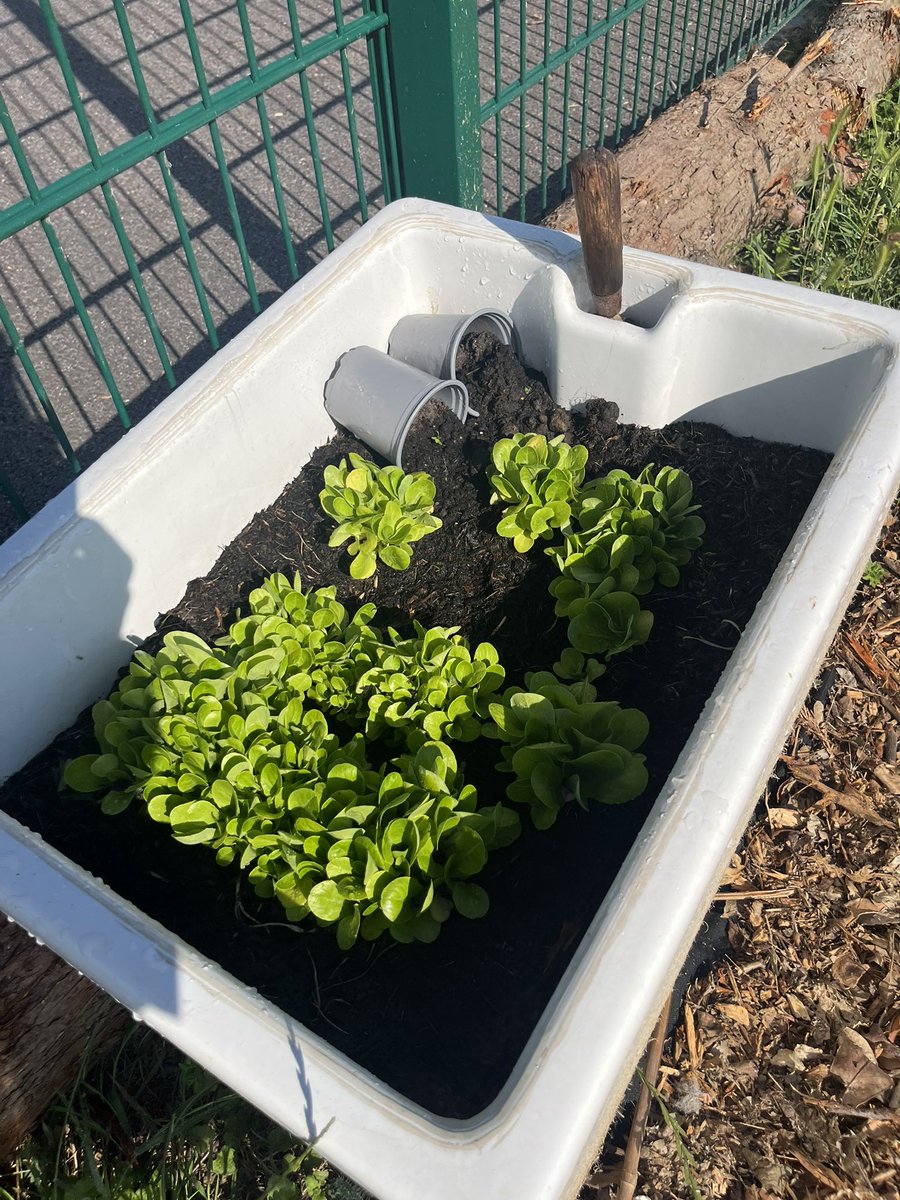 What a weekend of growing, everything, apart from the courgettes, are making amazing progress! @EcoSchools @RHSSchools