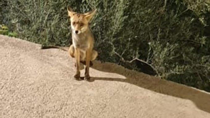 La aldea alpujarreña de Granada se despide de su mascota: «Adiós zorrito, querido amigo» 
#NoALacaza 
El pueblo lamenta la muerte a tiros del zorro que se había ganado el cariño de los vecinos.
Debemos aprender la lección.

ideal.es/granada/aldea-… a través de @ideal_granada