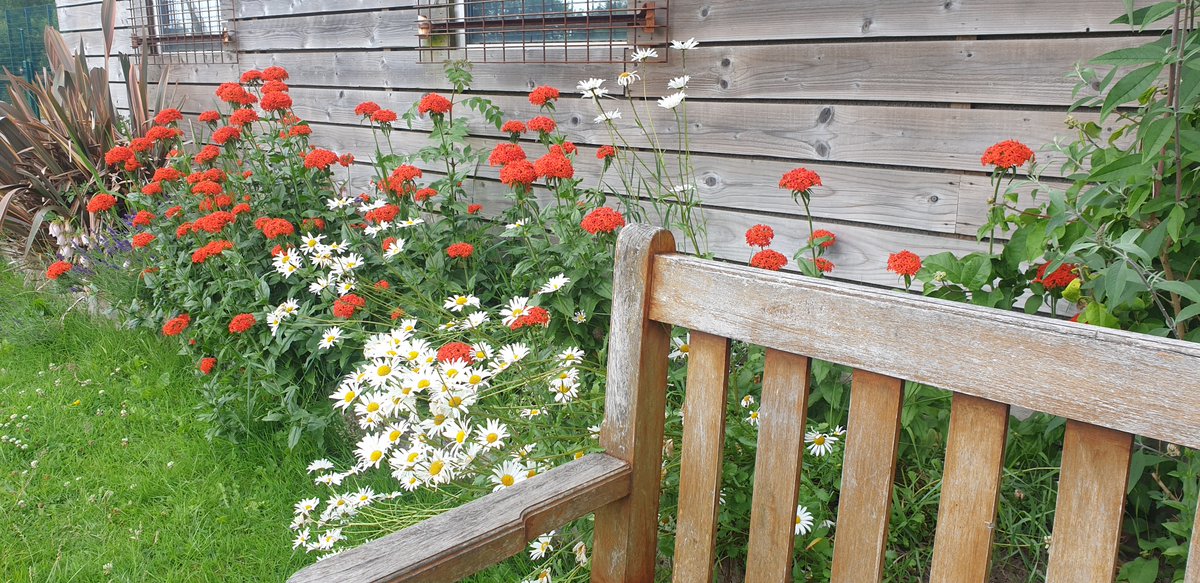Sunday morning Paul did a car park clean up, Raised bed by Academy Cabin bursting with colour