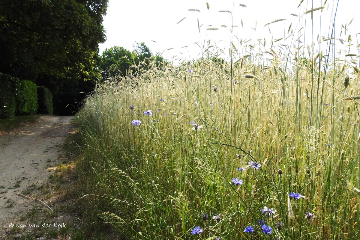 Bekiek Twente tweet media
