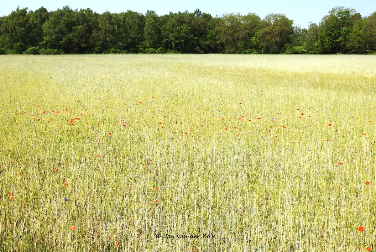 Bekiek Twente tweet media