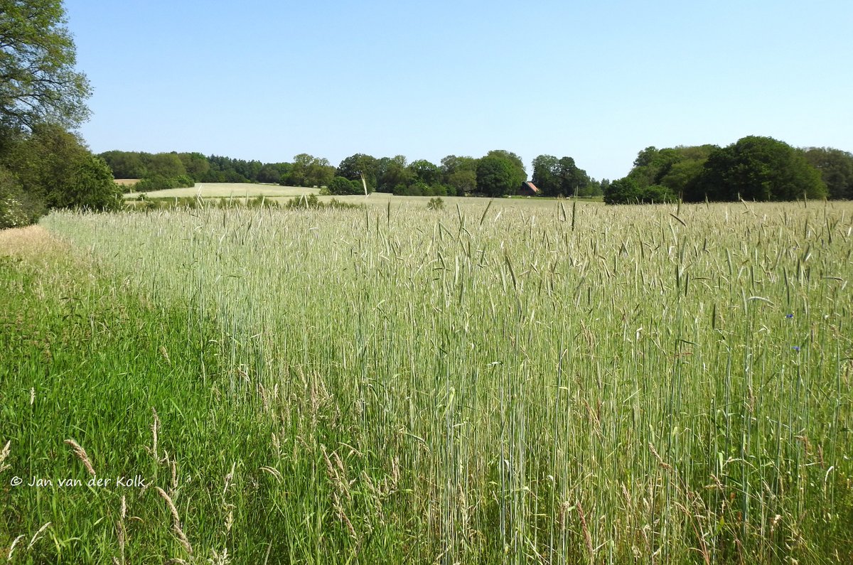 Bekiek Twente tweet media