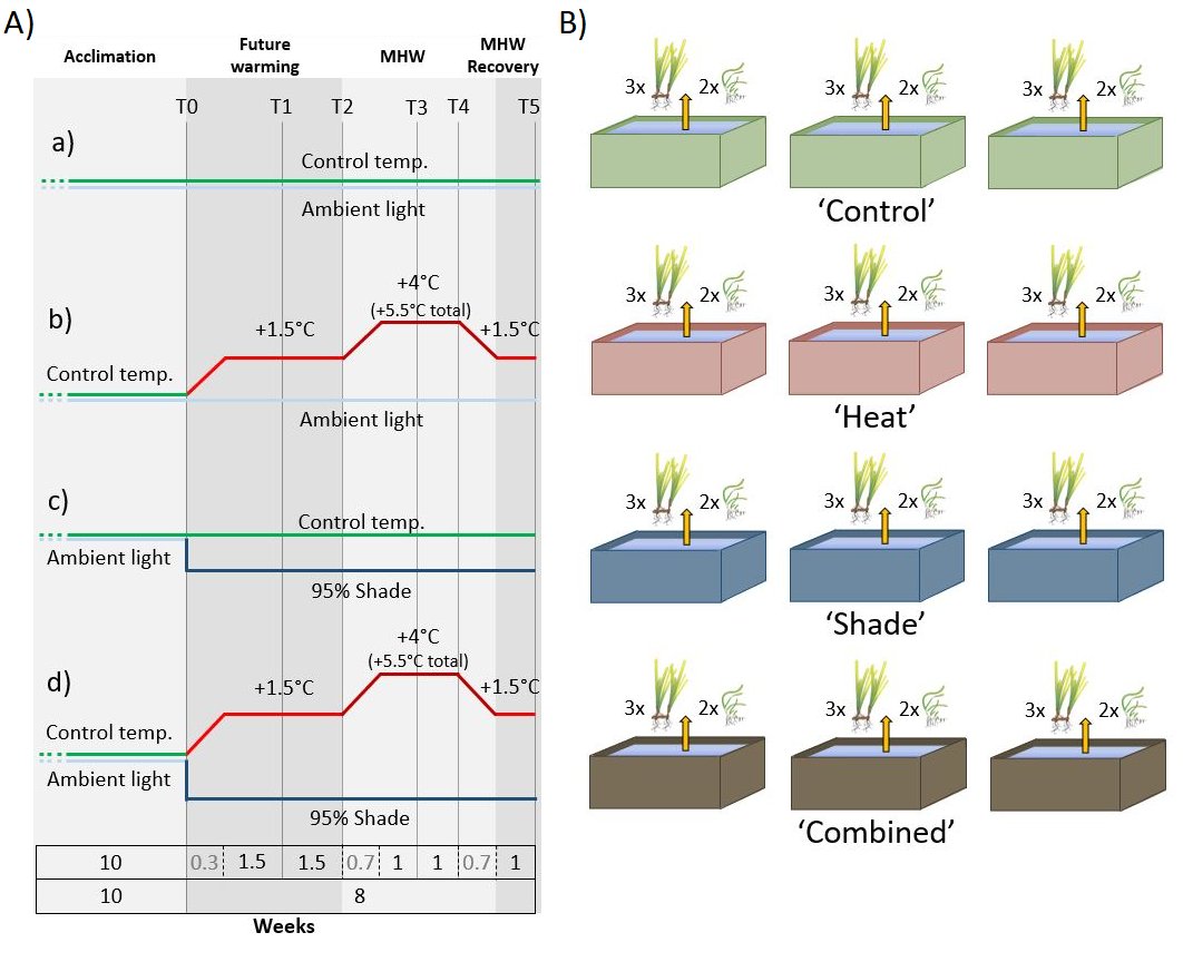 Maria Jung (@coralemu) on Twitter photo New PhD paper out in <a href="/NewPhyt/">New Phytologist</a>!π
We unraveled different response mechanisms in leaf #metabolism of temperate & tropical #seagrassesπ±when exposed to extreme climatic events under #oceanwarming with indication of early warning potential.β°
Read more hereβ‘οΈ
nph.onlinelibrary.wiley.com/doi/epdf/10.11β¦ New PhD paper out in <a href="/NewPhyt/">New Phytologist</a>!π
We unraveled different response mechanisms in leaf #metabolism of temperate & tropical #seagrassesπ±when exposed to extreme climatic events under #oceanwarming with indication of early warning potential.β°
Read more hereβ‘οΈ
nph.onlinelibrary.wiley.com/doi/epdf/10.11β¦