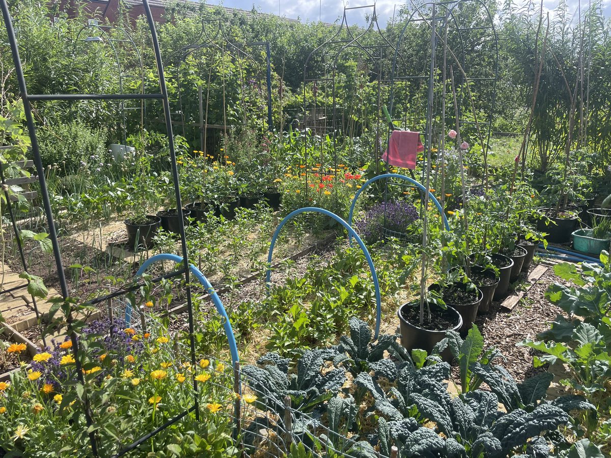 Things are starting to bud &amp; fruit up ⬆️ Looking forward to some rain and cooler temperatures to really give the garden a growing boost #gyo #allotment