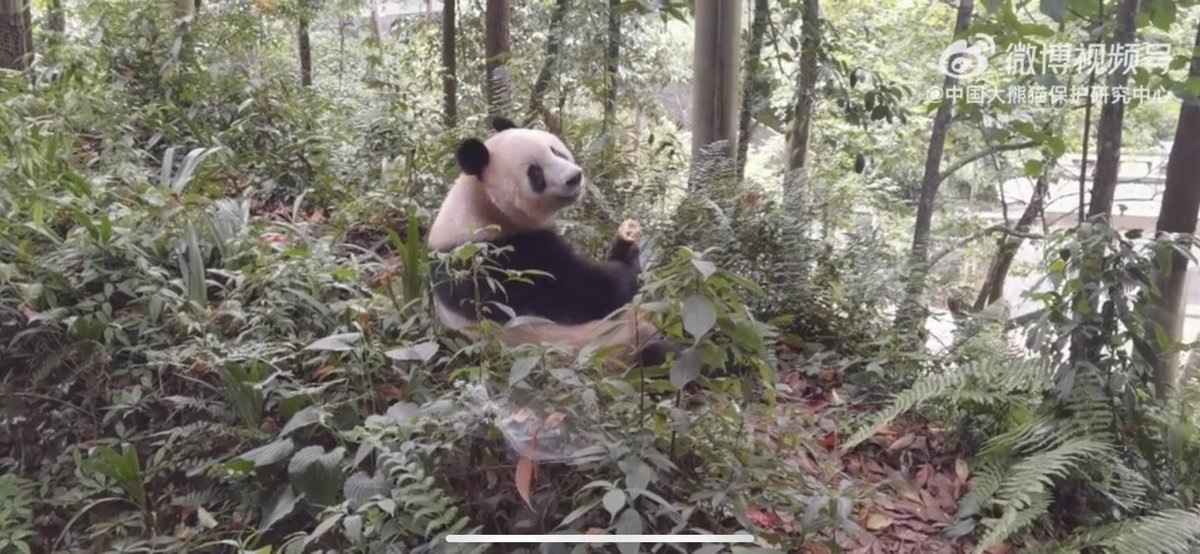 シャンシャン様のにさいシャンちゃん♡たちからのリクエストペロシャン シャンちゃん