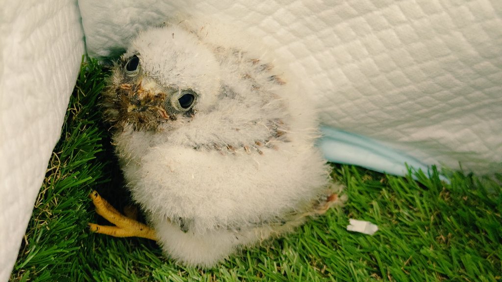 君も？#AmericanKestrel #アニマルプランニング