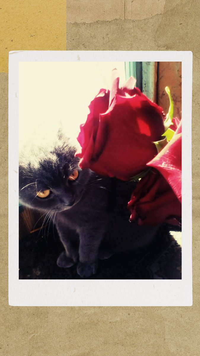 Твоя_Секретарша tweet media