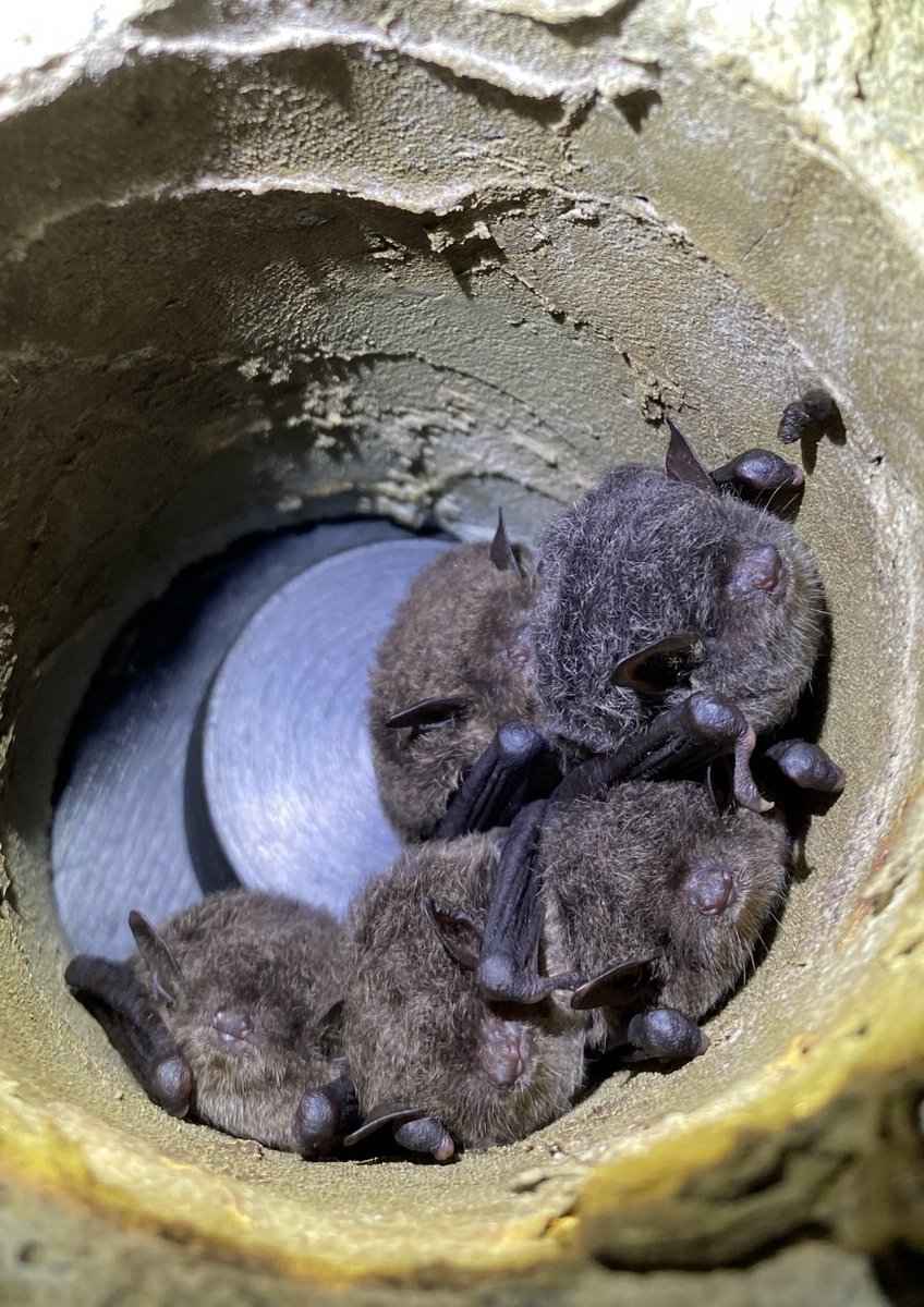 Robin Rowland tweet media