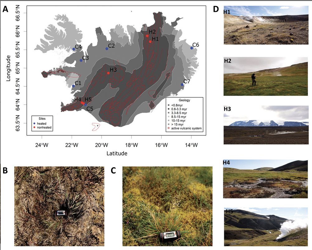 So pleased to share Jan-Niklas Nuppenau's first PhD paper. #Phylogeography of Icelandic #Agrostis (Poaceae) Reveals a New #Geothermal Lineage @IJPSJournal  doi.org/10.1086/725164