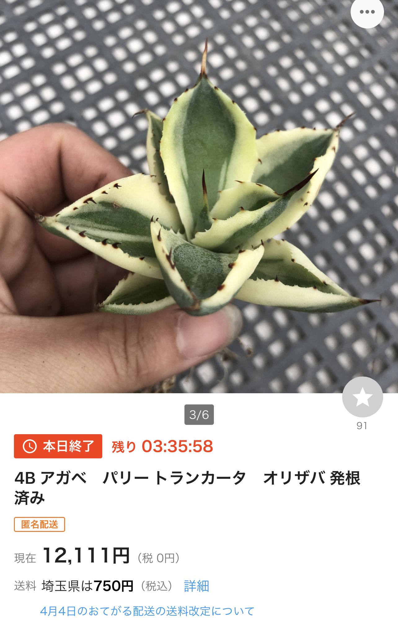 アガベ パリートランカータオリザバ子株ケリーグリフィン産