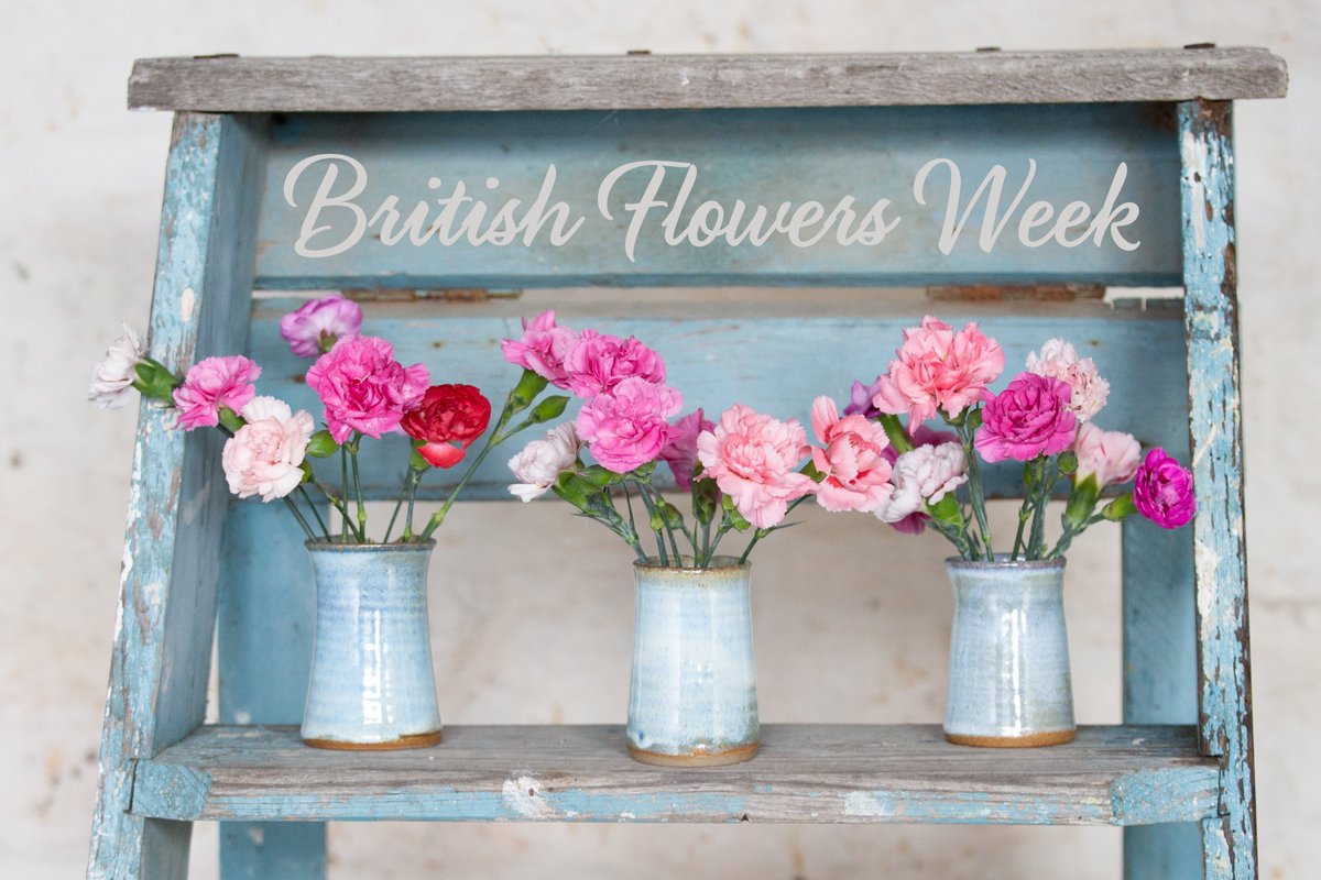 Celebrate British Flowers Week with a bunch of freshly picked scented pinks. Wrapped only in paper and sent straight from our family farm on the Isles of Scilly these make a truly sustainable gift. 
#britishflowersweek #britishflowersweek2023 #britishflowers #ecofriendlyflowers