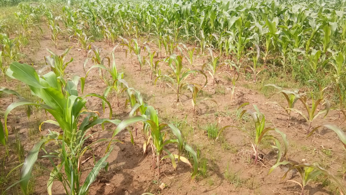 #Phosphorus deficiency in #maize
Cause :imbalanced fertilization with P fertilizers,
problematic soil with too high or too low pH, too dry or wet 
Symptoms:The reddish discoloration is usually visible in young leaf
Remedy :Balanced NPK,PSB ,DAP fertilizer as per dose @alabamaED