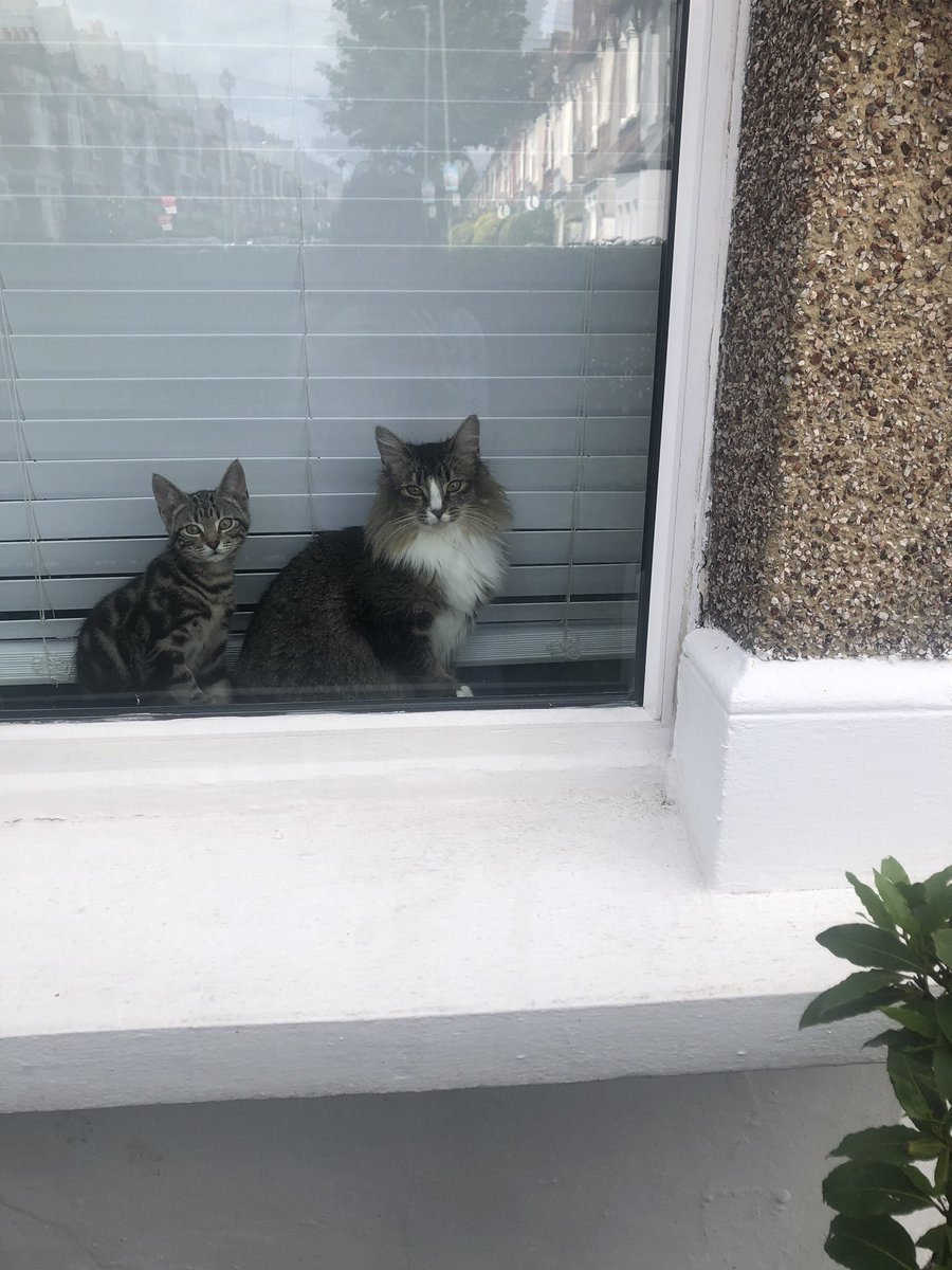 @claireroberts01 @MissingPetsGB It’s was lovely so far this morning in London #Tootingcommon. Came home to these two waiting for us . ❤️Marley and Mabel