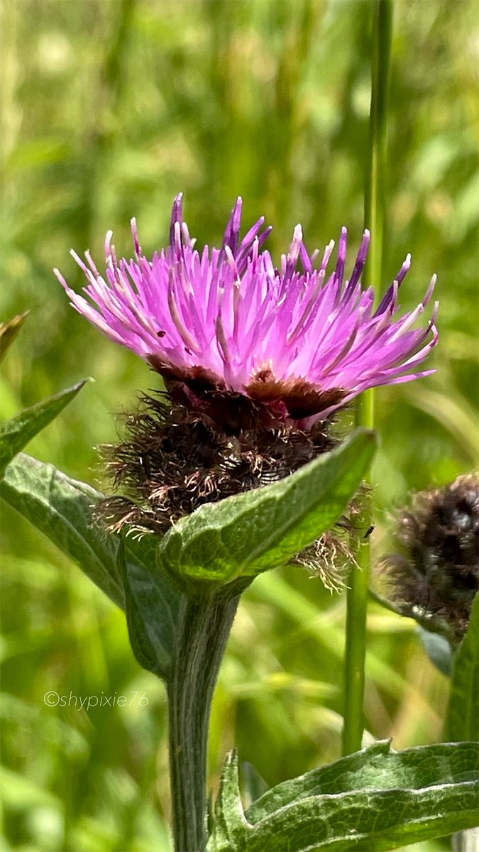 Good morning ☕️ 
I hope you all had a great weekend! I thought I’d share this Lesser Knapweed to hopefully bring some bright and beautiful colour to your Monday timeline. Wishing you all a wonderful new week ahead 💜🌿 
#MagentaMonday #MacroMonday 
#Wildflowers #NaturePhotography