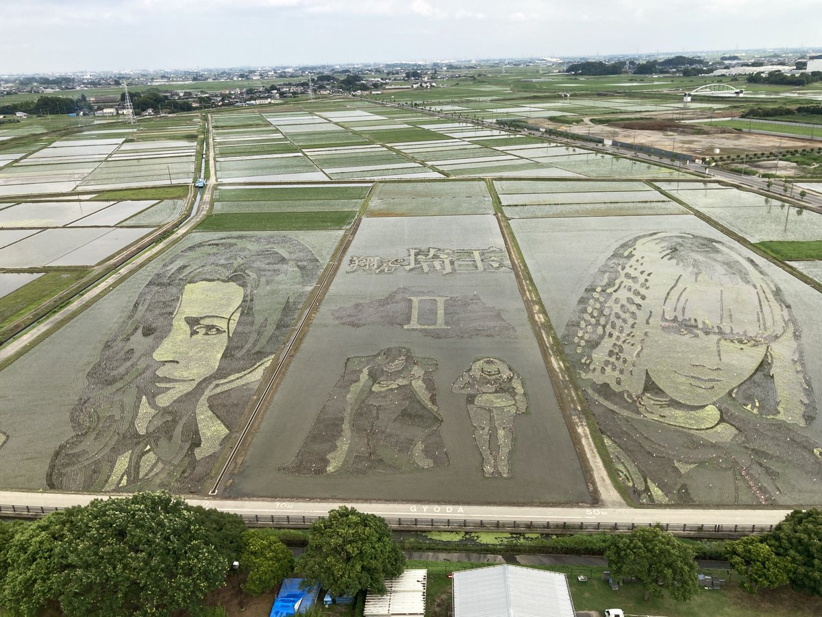 まだ葉っぱ少ないけど、行田市の田んぼアート。
すげぇですね。