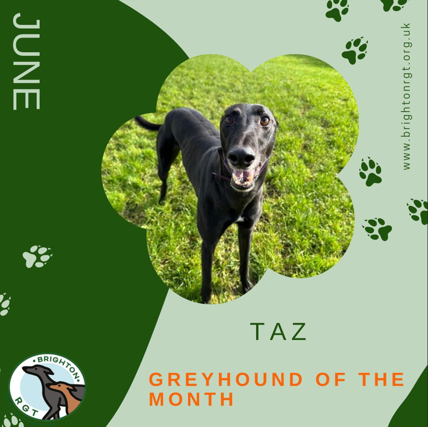 Brighton_RGT's tweet photo. This Month we are celebrating Taz being Greyhound of the month.
#GreyhoundOfTheMonth #AdoptAGreyhound #GreyhoundLove #ForeverHomeNeeded #AdoptDontShop #GreyhoundCommunity #GreyhoundAdoption #SaveALife #FosterGreyhounds https://t.co/Cwf1FwgNp7