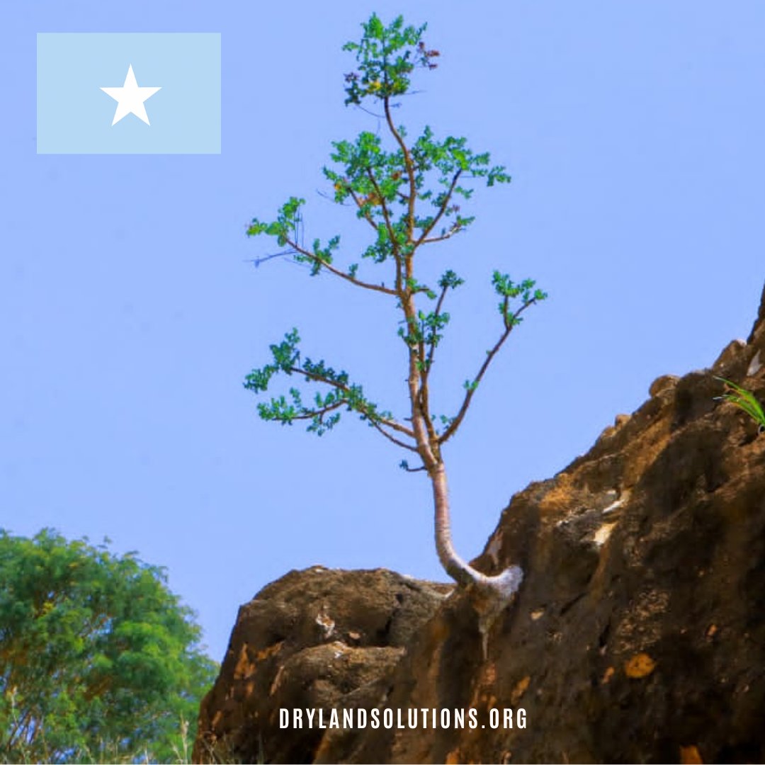 DrylandSolution's tweet photo. Happy 26th of June #Somalia https://t.co/rdYf2q9UHd