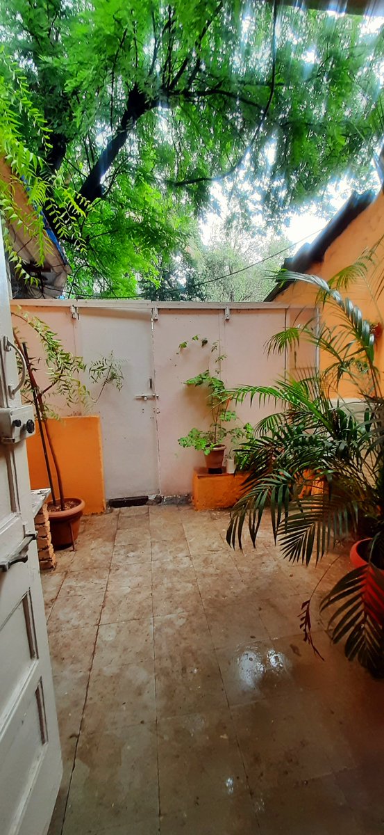 Anyone up for a backyard tea session? 😊💚
.
#MumbaiRains #GardenStories #UrbanLiving