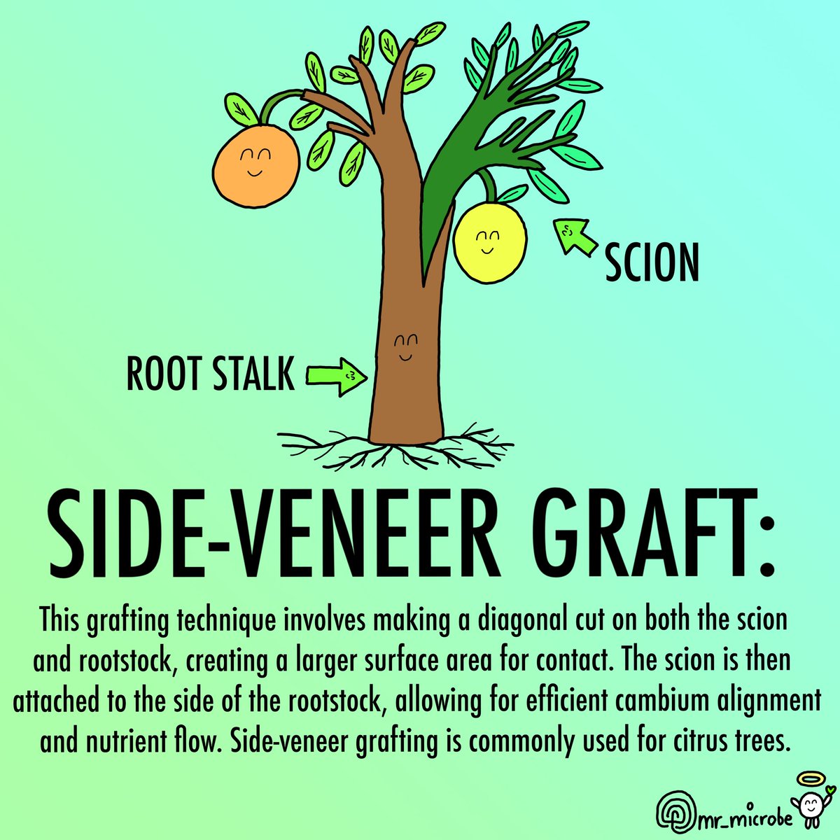 Daily art challenge day #267, different types of grafting techniques 🌳🍎🧑‍🌾

See full art on Instagram @ mr_microbe

#fruittrees #trees #graft #grafting #farm #garden #foodforest #nft #nfts #nftart #nftartist #nftproject #nftcommunity #rarible #eth #artdaily #dailyart #cryptoart