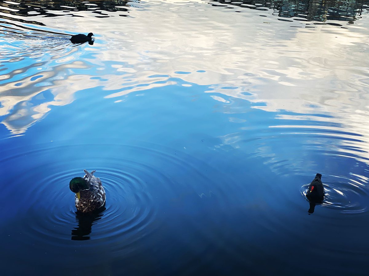 This is amazing shot where I got 3 birds - #Goose #Moorhen and #Eurasiancoot swimming in different direction 

#BirdsofIreland #Dublin #Ireland #Nature #Wildlife #Photography #Birds #natgeotraveller #lonelyplanettraveller