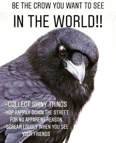 Corvids Daily (@dailycorvids) on Twitter photo 